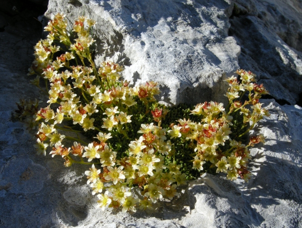 Saxifraga exarata subsp. ampullacea /  Sassifraga del Gran Sasso